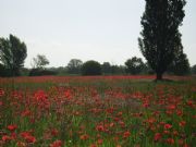 Campo de amapolas